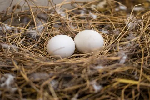Bottom up angle shot of two pigeon eggs laying in a nest made up of dried str Stock Photos