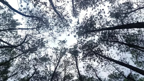 Bottom angle view pine forest with tall trees and thick leaves Stock Footage 294273699