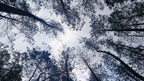 Bottom angle view pine forest with tall trees and thick leaves Stock Footage 294273883