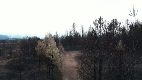 Bottom up of area affected by forest fire. 4K Video. Stock Footage 160850238