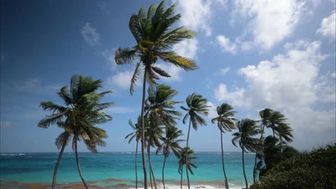 Bottom Bay Barbados Stock Footage 233278988