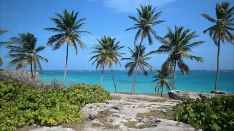 Bottom Bay Barbados Stock Footage 233285058