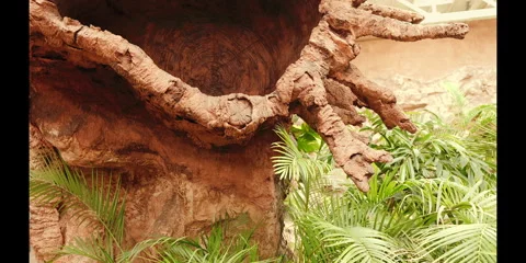 A bottom-up camera movement revealing an ancient tree in nature. Stock Footage 283002572