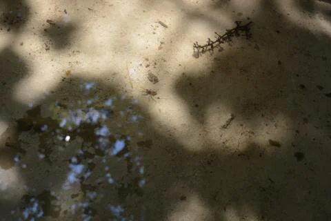 Bottom of the cement trough, the baths with standing water in the sunlight Stock Photos