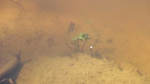 Bottom clear lake Stock Footage 50492040