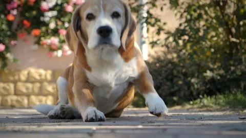 Bottom-up close-up video of a beagle dog getting up and lazily coming towards. Video stock 256166933