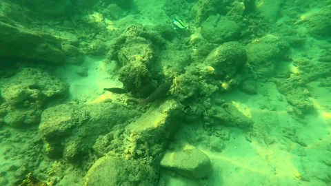 The bottom with corals next to which fish swim. Stock Footage 243280293