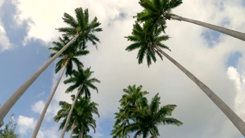 BOTTOM UP: Driving along a palm tree avenue in a rural part of Barbados. Stock Footage 132716779