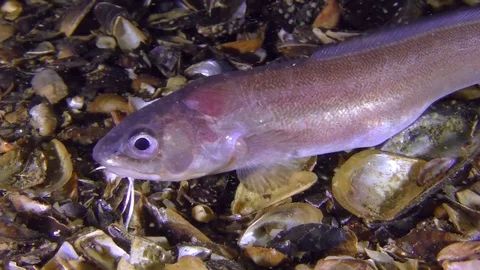 Bottom fish Roche's snake blenny (Ophidion rochei) is looking for food. Stock Footage 77105207