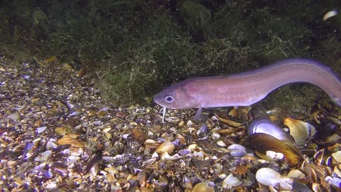 Bottom fish Roche's snake blenny (Ophidion rochei). Stock Footage 77105327
