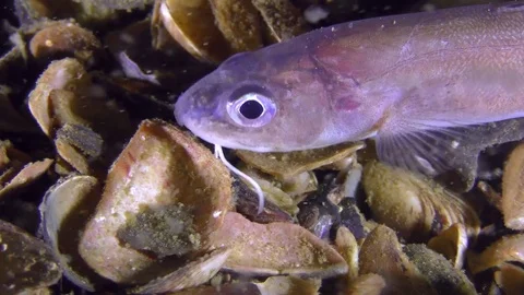 Bottom fish Roche's snake blenny (Ophidion rochei) is looking for food. Stock Footage 77105508