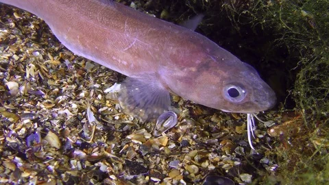 Bottom fish Roche's snake blenny (Ophidion rochei), portrait. Stock Footage 77105577