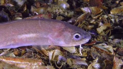 Bottom fish Roche's snake blenny (Ophidion rochei), portrait. Stock Footage 77105646