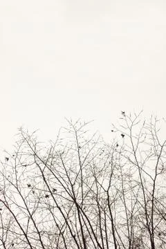 Bottom frame outlines of bare branches of autumn trees without leaves Stock Photos