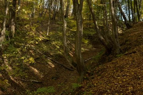 Bottom of a gully landform inside of a forest Stock Photos