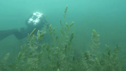 Bottom of the lake covered with plants and a diver swims, Martignano Lake Stock-Footage 224928434