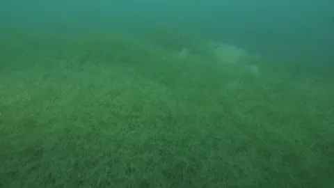  Bottom of the lake covered with plants, then a diver enters, Martignano Lake Stock Footage 224922223