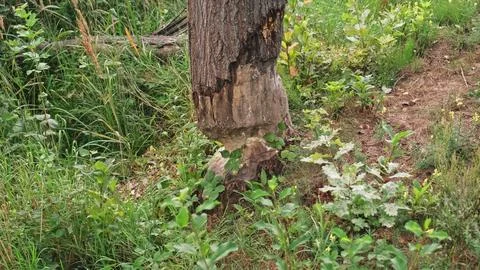 Bottom of Large Tree Trunk Chewed Gnawed Damaged by Wild Beaver Stock Photos