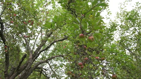 Bottom low angle view of apple tree full of apples Stock Footage 158970171