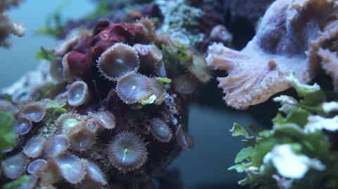 Bottom of the marine aquarium Видео 66697198