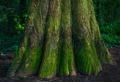 The bottom of the mossy trunk of a tree in the forest Stock Photos