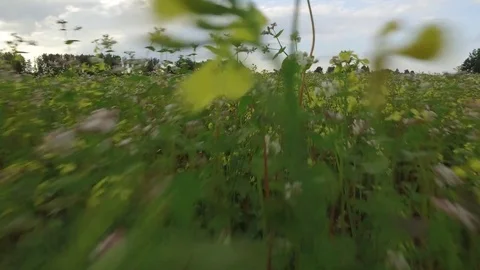 Bottom Movement of camera along on green field late evening before storm Video stock 77778546