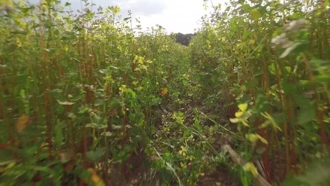 Bottom Movement of camera along on green field late evening before storm Video stock 77778569
