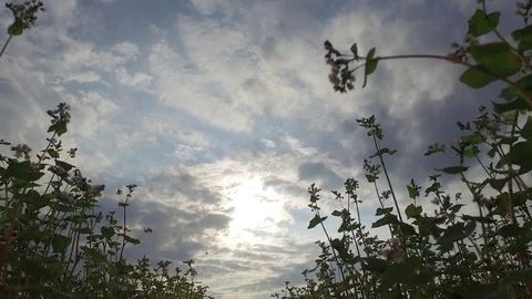 Bottom Movement of camera along on green field late evening before storm Video stock 77778577