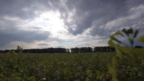 Bottom Movement of camera along on green field late evening before storm Video stock 77778711