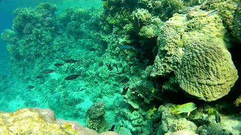 At the bottom of the ocean. Stock Footage 58311869