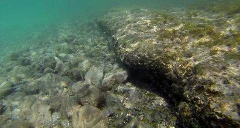 Bottom of the ocean reef Video stock 42804740