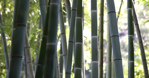Bottom-up Pan Across Bamboo Trees In Botanical Garden. Stock-Footage 119824741