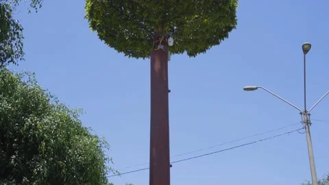Bottom-up panning of a lying tree camouflaging a cellular antenna Stock Footage 150312414