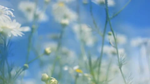 Bottom panoramic view of camomile flowers with glary effect in slow motion 動画素材 60044036