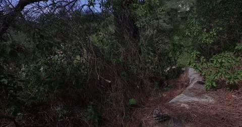 Bottom of pine tree Stock Footage 61219137