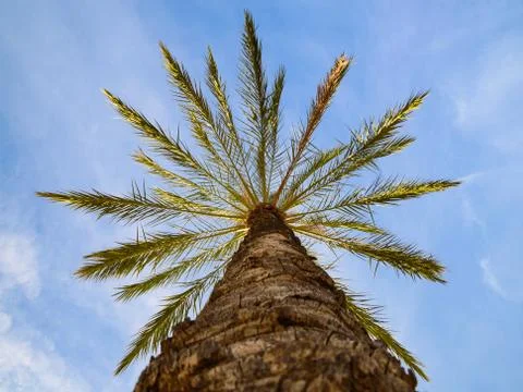 Bottom point of view up of sunlit phoenix date palm tree Stockfoto's