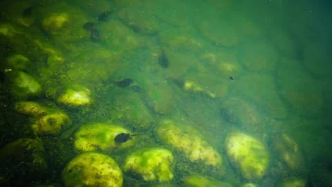 Bottom of the pond, full of moss, rock and sediment, with tadpoles swimming Stock Footage 309226823