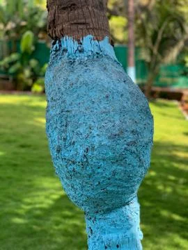 The bottom portion of the coconut is painted by blue colour. Stock Photos