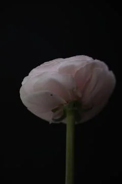 Bottom of the ranunculus Stock Photos