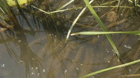 The bottom of the reservoir, algae are visible. Dirty river bed. Summer, heat.  Stock Footage 156016294