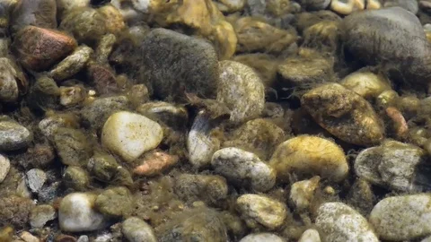 The bottom of a river with pebbles and algae Stock Footage 84930854