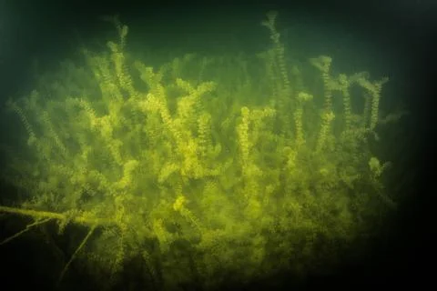 At the bottom of the river Stock Photos