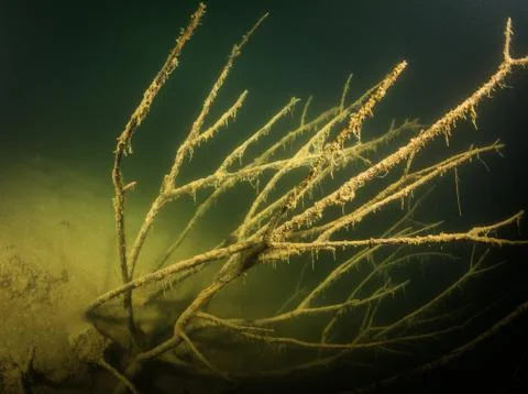 At the bottom of the river Stock Photos