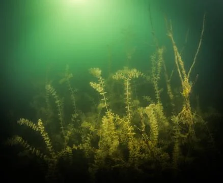 At the bottom of the river Stock Photos