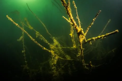 At the bottom of the river Stock Photos