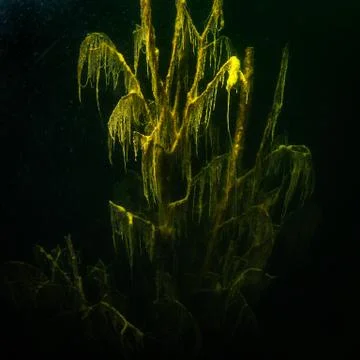 At the bottom of the river Stock-Fotos