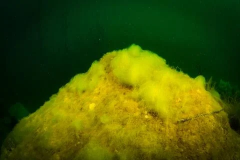 At the bottom of the river Stock Photos