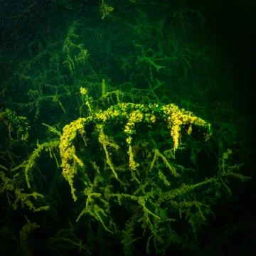 At the bottom of the river Foto stock