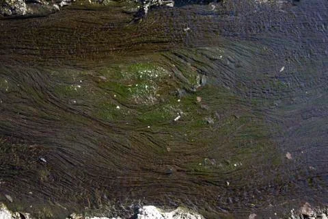 Bottom of the river. Stock Photos
