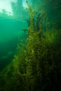 At the bottom of the river Stock Photos